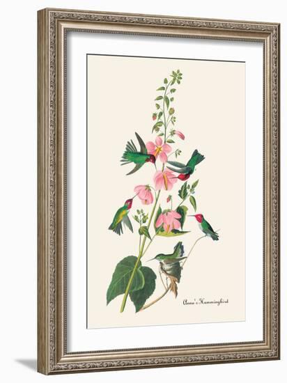 Anna's Hummingbird-John James Audubon-Framed Art Print