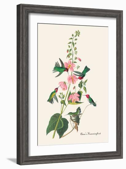 Anna's Hummingbird-John James Audubon-Framed Art Print