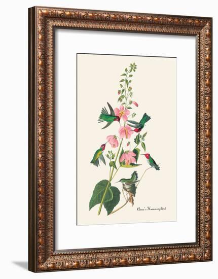 Anna's Hummingbird-John James Audubon-Framed Art Print