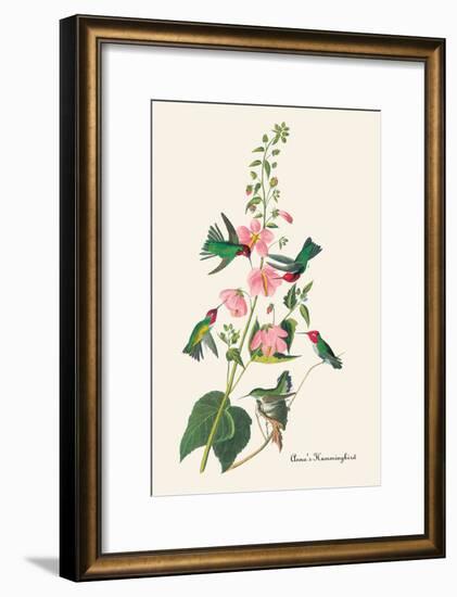 Anna's Hummingbird-John James Audubon-Framed Art Print