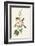 Anna's Hummingbird-John James Audubon-Framed Art Print