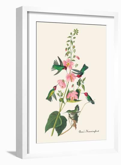 Anna's Hummingbird-John James Audubon-Framed Art Print