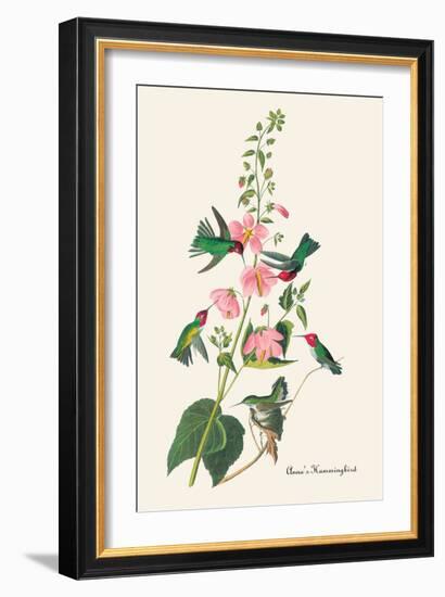 Anna's Hummingbird-John James Audubon-Framed Art Print