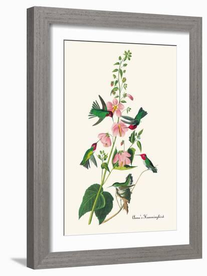 Anna's Hummingbird-John James Audubon-Framed Art Print