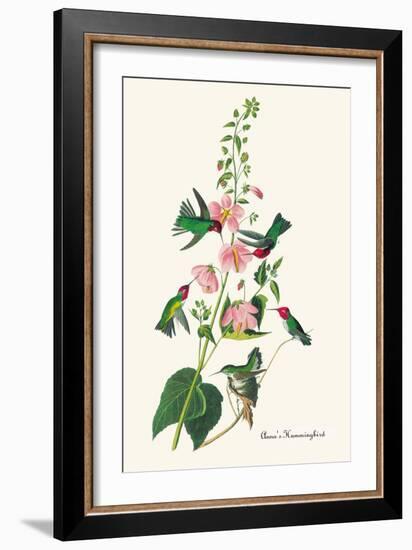 Anna's Hummingbird-John James Audubon-Framed Art Print