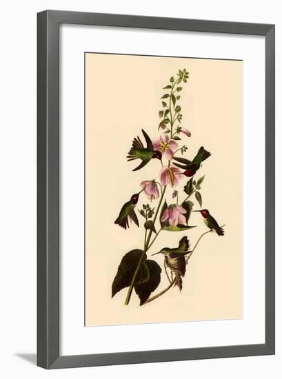 Anna's Hummingbirds-John James Audubon-Framed Giclee Print