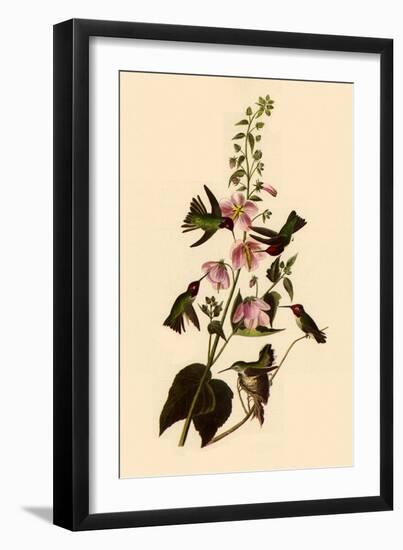 Anna's Hummingbirds-John James Audubon-Framed Giclee Print