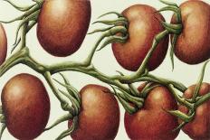 Tomato Vine, 1999-Annabel Barrett-Giclee Print