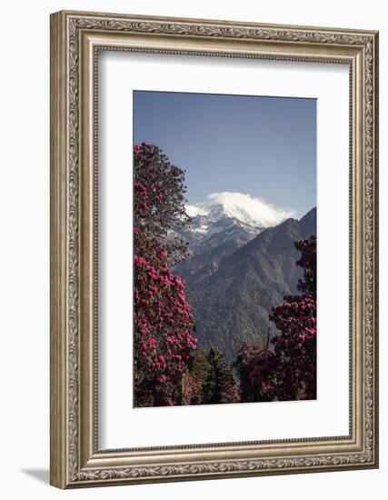 Annapurna South-Andrew Taylor-Framed Photographic Print