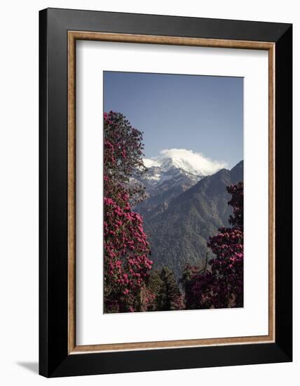 Annapurna South-Andrew Taylor-Framed Photographic Print