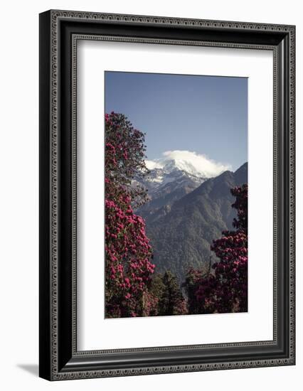 Annapurna South-Andrew Taylor-Framed Photographic Print