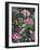 Annas and Rhodies-Jeff Tift-Framed Giclee Print