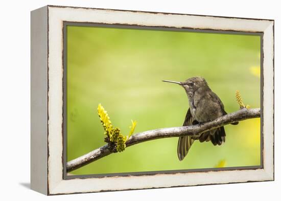 Annas Hummingbird Perched on the Branch of a Honey Locust Tree-Michael Qualls-Framed Premier Image Canvas