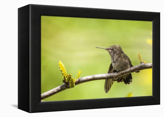 Annas Hummingbird Perched on the Branch of a Honey Locust Tree-Michael Qualls-Framed Premier Image Canvas