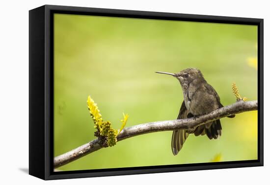 Annas Hummingbird Perched on the Branch of a Honey Locust Tree-Michael Qualls-Framed Premier Image Canvas