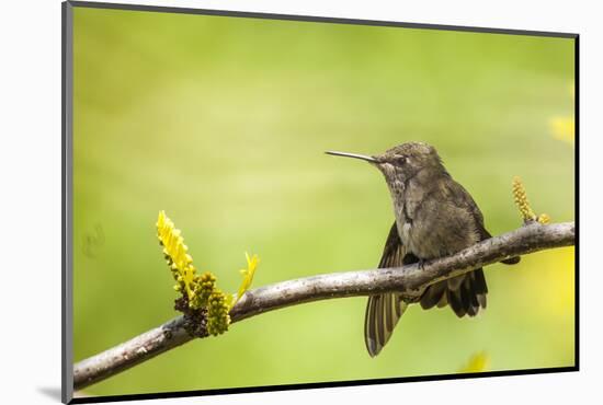 Annas Hummingbird Perched on the Branch of a Honey Locust Tree-Michael Qualls-Mounted Photographic Print