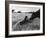 Anne and Aberdeen Angus-null-Framed Photographic Print