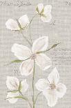 Clematite Blanche-Anne Gerarts-Giclee Print