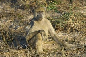 A Chacma Baboon, Zambia by Anne Keiser