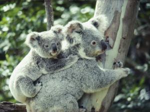 Koalas Art For Sale Prints Paintings Posters Framed Wall