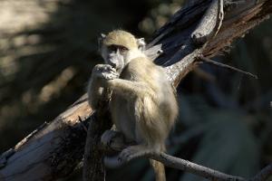 Chacma Baboon, Kwetsani Camp, Botswana by Anne Keiser