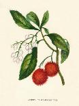 'Arbutus, or Strawberry Tree', c1891, (1891)-Anne Pratt-Giclee Print