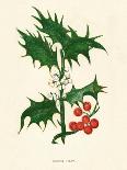 'Common Hemlock', c1891, (1891)-Anne Pratt-Giclee Print