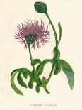 'Greater Knapweed', c1891, (1891)-Anne Pratt-Giclee Print