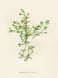 'Field Chickweed', c1891, (1891)-Anne Pratt-Framed Giclee Print