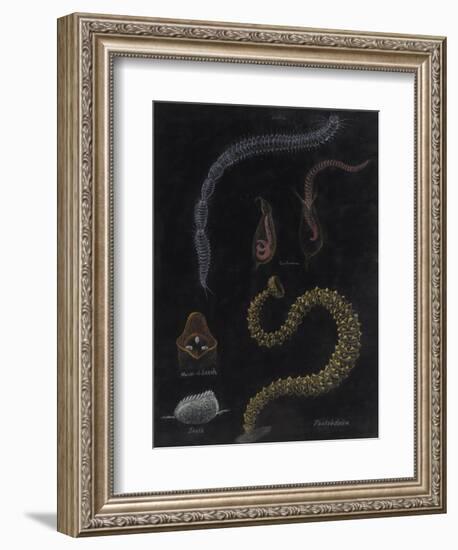 Annelid Worms-Philip Henry Gosse-Framed Giclee Print