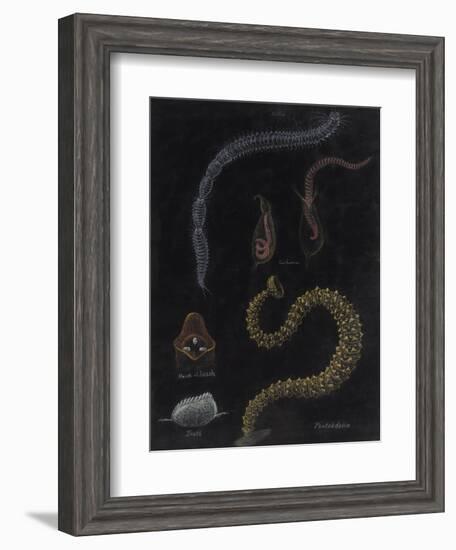 Annelid Worms-Philip Henry Gosse-Framed Giclee Print