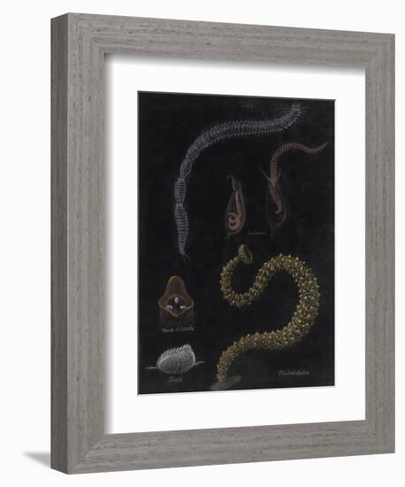 Annelid Worms-Philip Henry Gosse-Framed Giclee Print