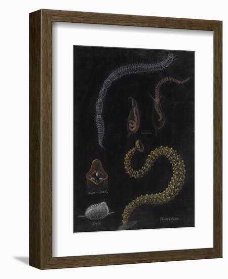 Annelid Worms-Philip Henry Gosse-Framed Giclee Print