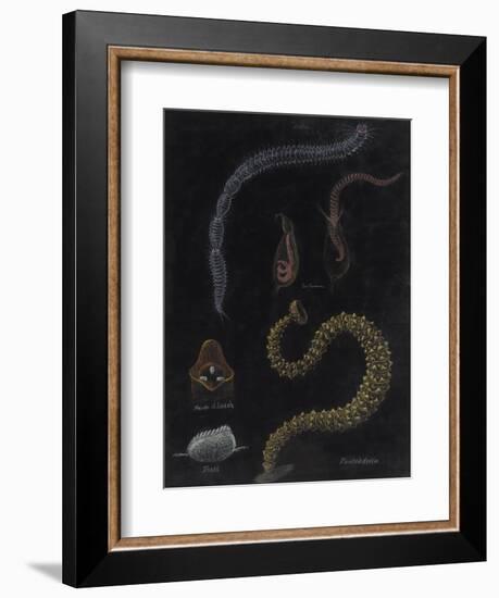 Annelid Worms-Philip Henry Gosse-Framed Giclee Print