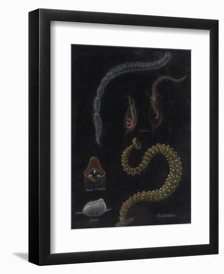 Annelid Worms-Philip Henry Gosse-Framed Giclee Print