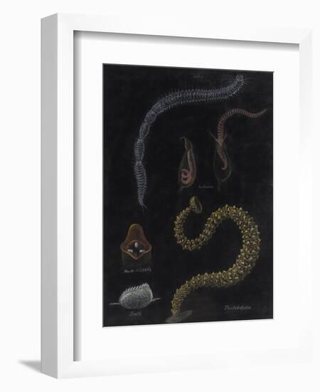 Annelid Worms-Philip Henry Gosse-Framed Giclee Print