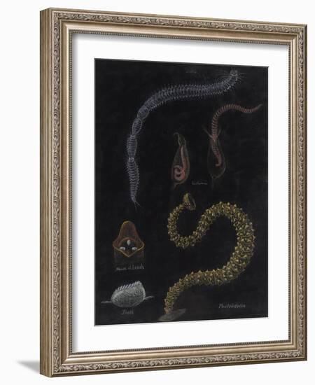 Annelid Worms-Philip Henry Gosse-Framed Giclee Print