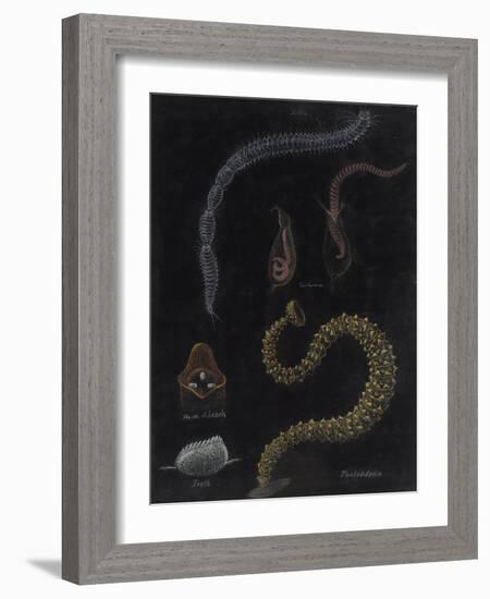 Annelid Worms-Philip Henry Gosse-Framed Giclee Print