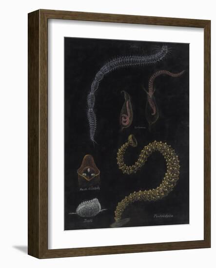 Annelid Worms-Philip Henry Gosse-Framed Giclee Print