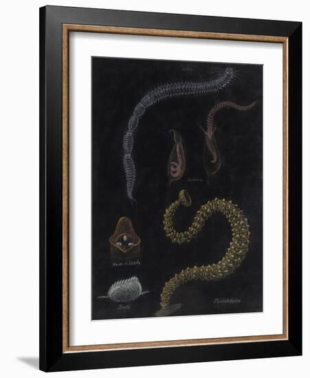 Annelid Worms-Philip Henry Gosse-Framed Giclee Print