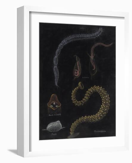 Annelid Worms-Philip Henry Gosse-Framed Giclee Print