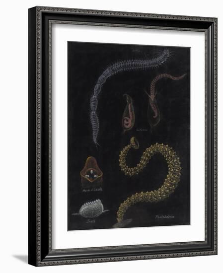 Annelid Worms-Philip Henry Gosse-Framed Giclee Print