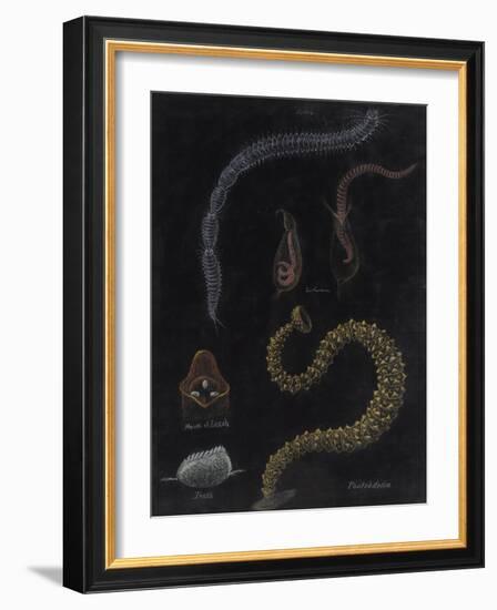 Annelid Worms-Philip Henry Gosse-Framed Giclee Print