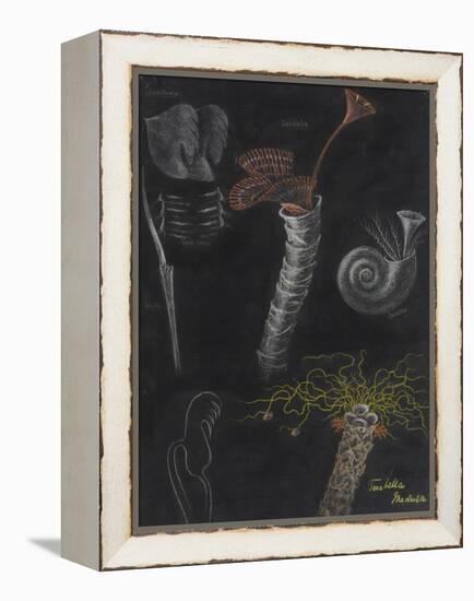 Annelida: Segmented Worms-Philip Henry Gosse-Framed Premier Image Canvas