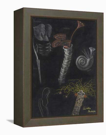 Annelida: Segmented Worms-Philip Henry Gosse-Framed Premier Image Canvas