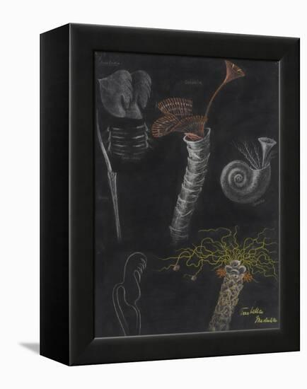 Annelida: Segmented Worms-Philip Henry Gosse-Framed Premier Image Canvas