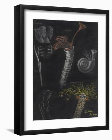 Annelida: Segmented Worms-Philip Henry Gosse-Framed Giclee Print