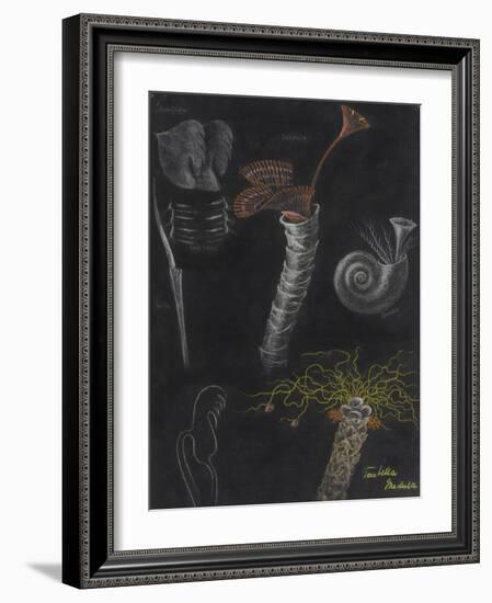 Annelida: Segmented Worms-Philip Henry Gosse-Framed Giclee Print