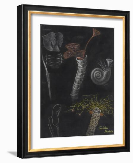 Annelida: Segmented Worms-Philip Henry Gosse-Framed Giclee Print