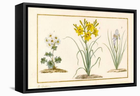 Annemone, Hemerocale and Iris (Detail) (Graphite, W/C and Bodycolour on Vellum)-Pancrace Bessa-Framed Premier Image Canvas